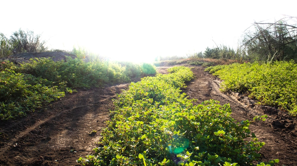 a dirt path through a field of plants