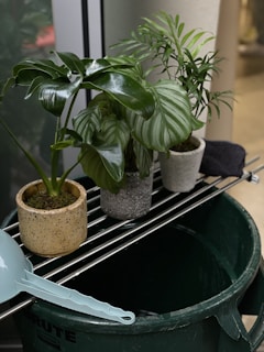 Several potted plants are placed on a metal rack, which is positioned over a green waste bin. The plants display lush green foliage of different varieties. A light blue plastic scoop is on the rim of the bin.
