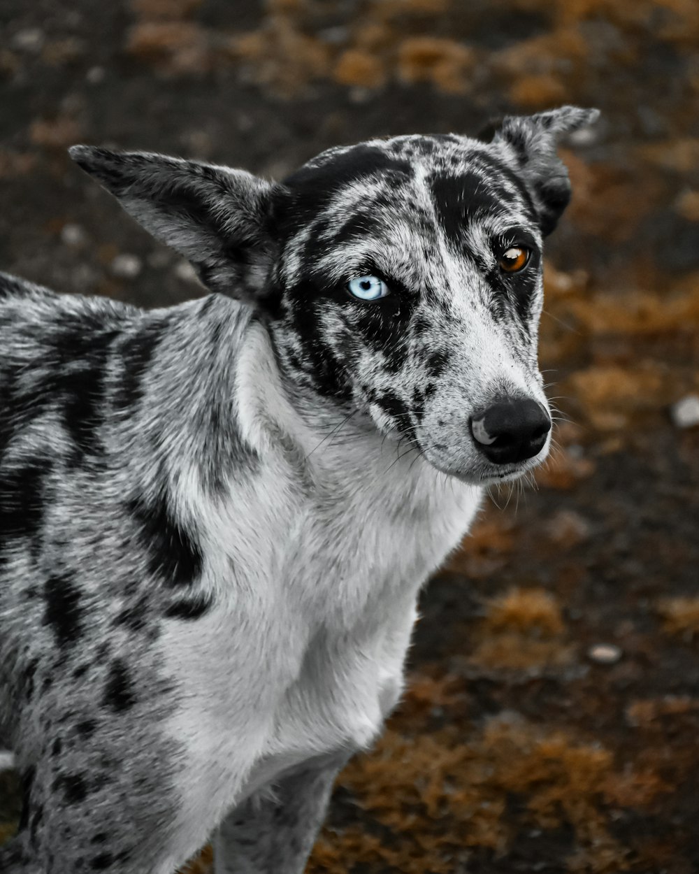 a black and white dog