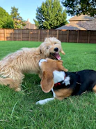 Happy adopted dog playing with children in a backyard.