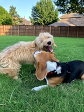 Dogs enjoying a sunny backyard with toys and shaded areas
