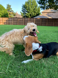 Happy adopted pets playing in a sunny backyard with their new families.