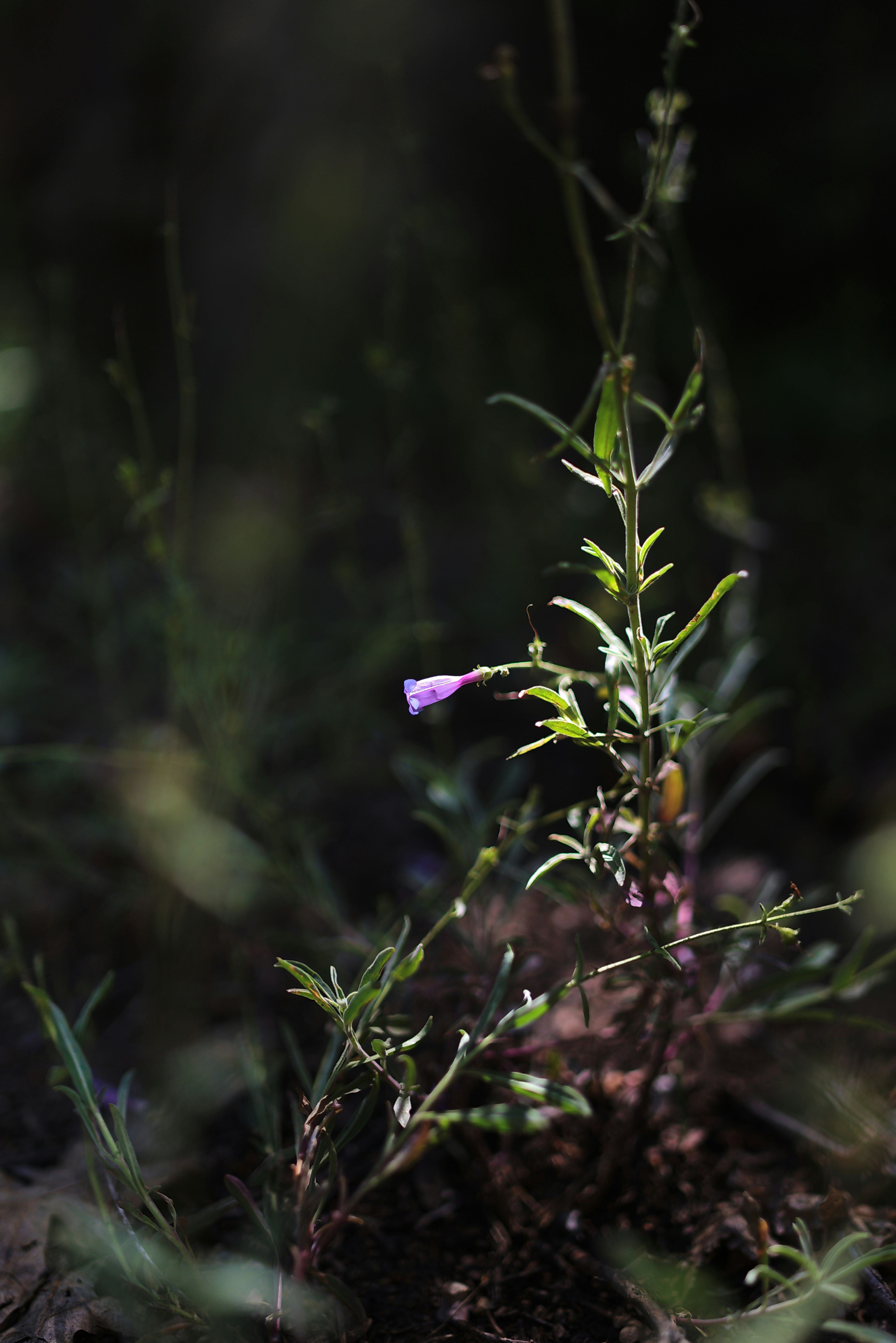 Photo by donovandeanphoto