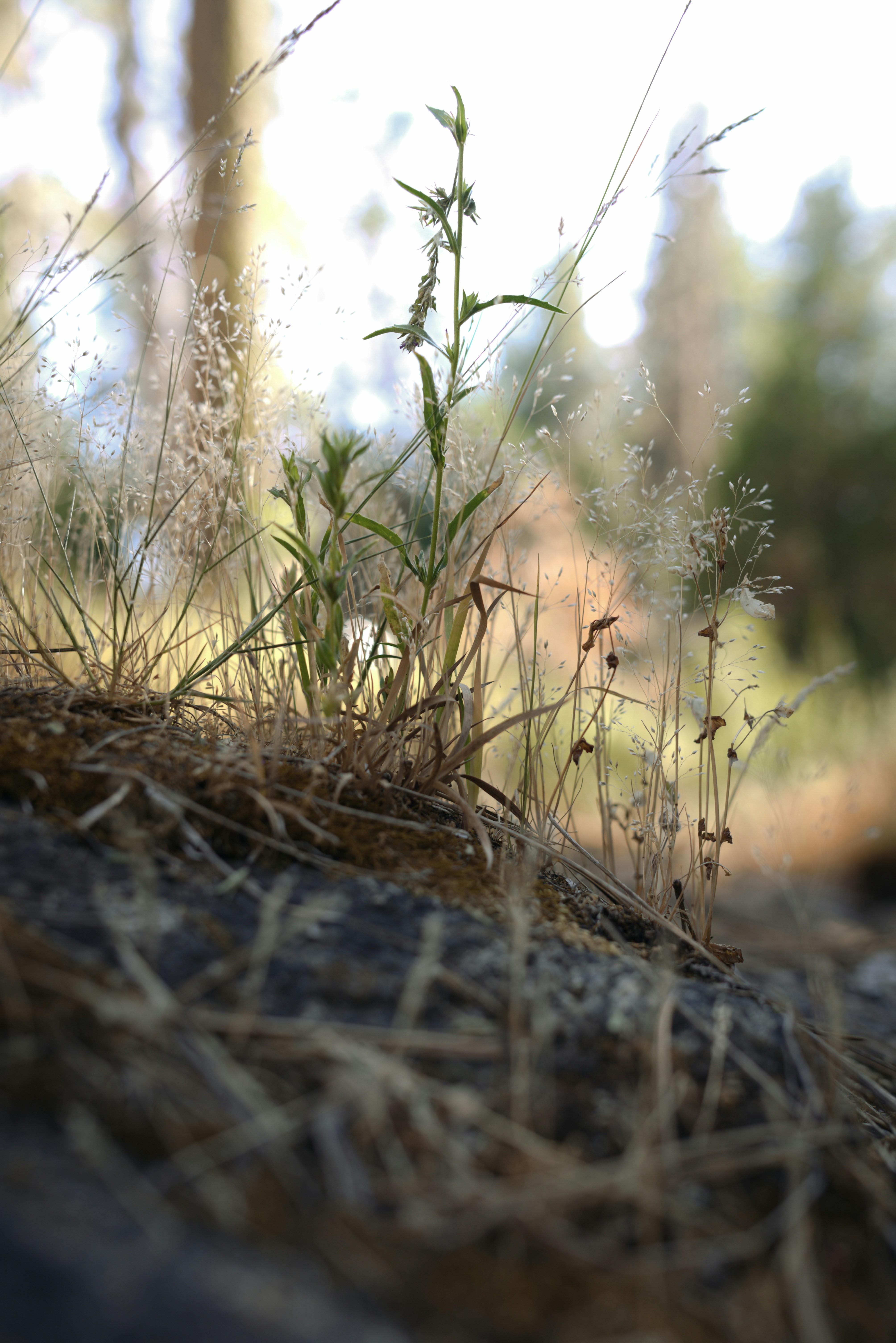 Photo by donovandeanphoto