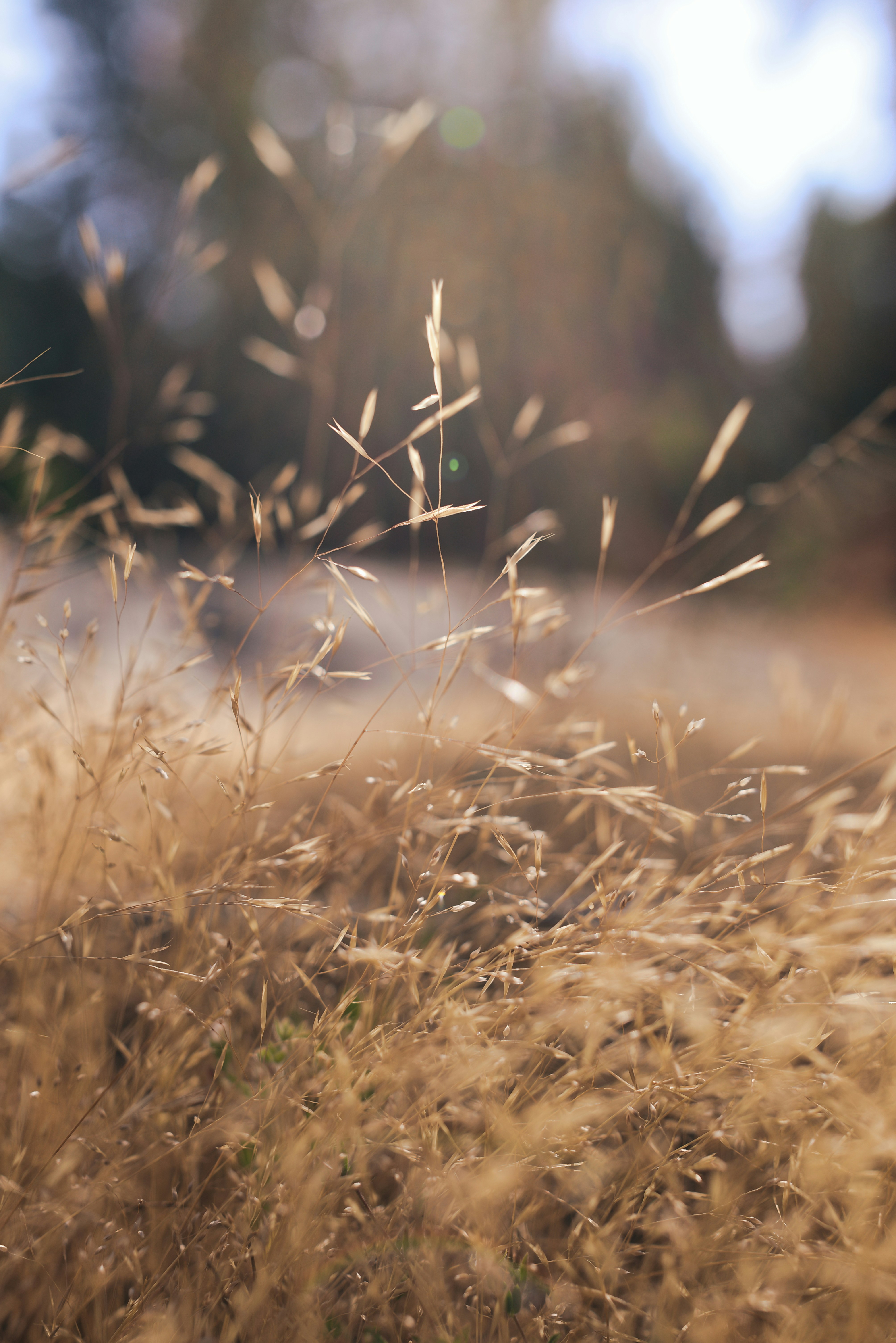 Photo by donovandeanphoto