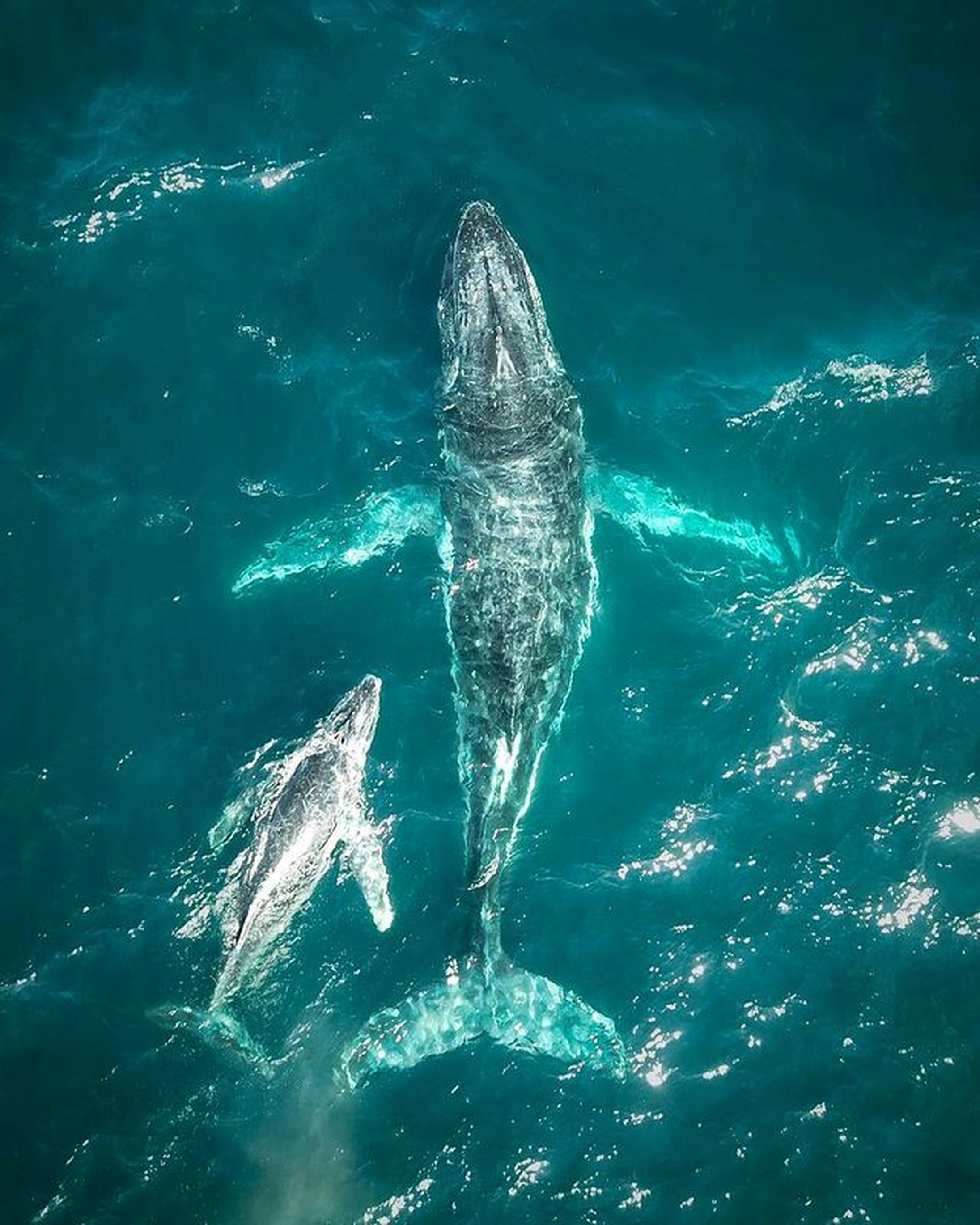 Großbritannien/Schottland, Hebridean Whale and Dolphin Trust (abgeschlossen)