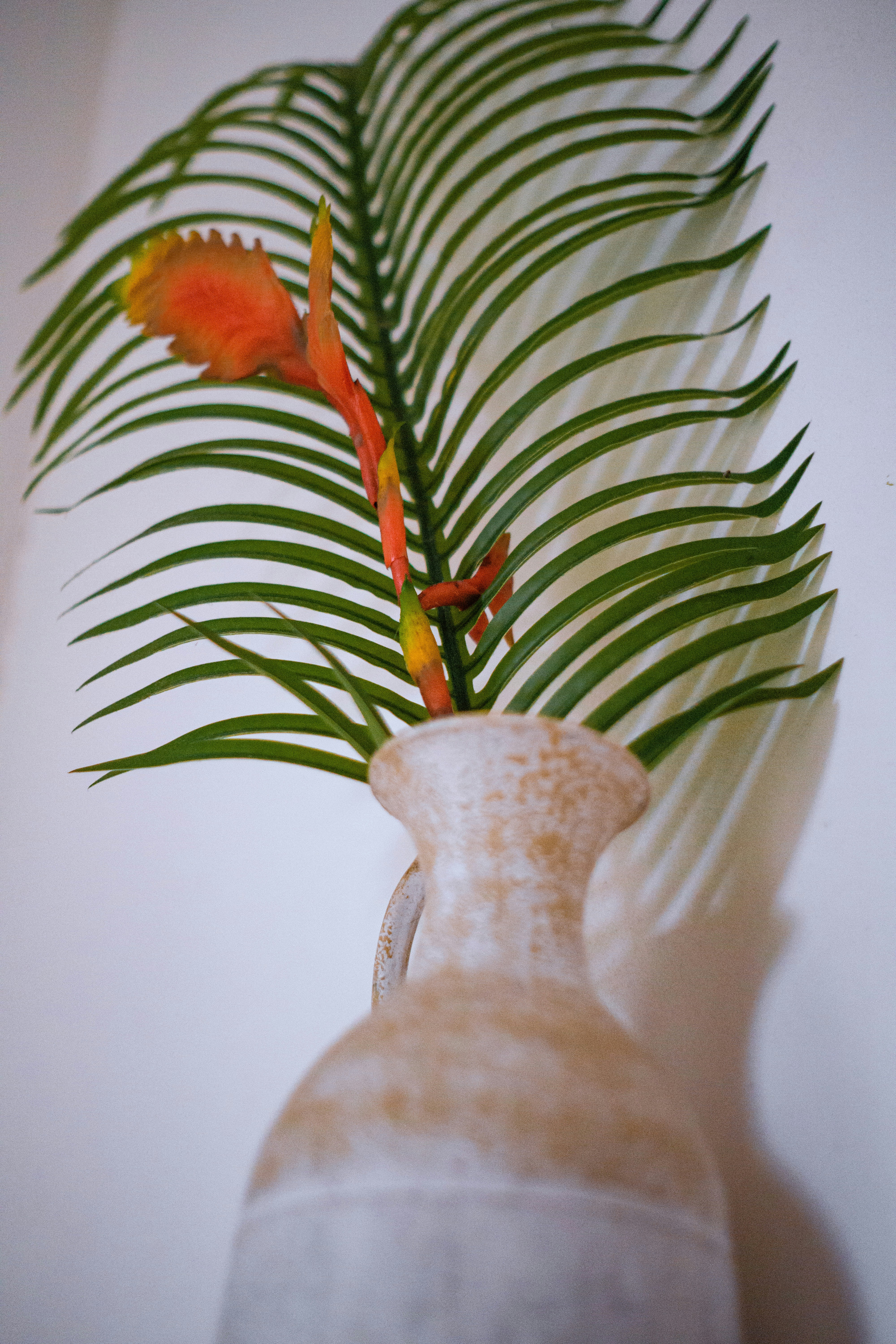 a plant in a vase