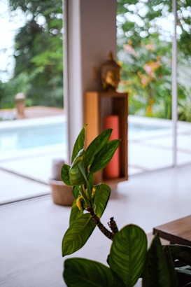 A serene indoor setting with a view of an outdoor pool and lush greenery. In the foreground, a houseplant with broad green leaves is visible. Behind it, there is a wooden pedestal with a gold statue, possibly a Buddha head, along with a rolled yoga mat. The atmosphere is tranquil and relaxing.