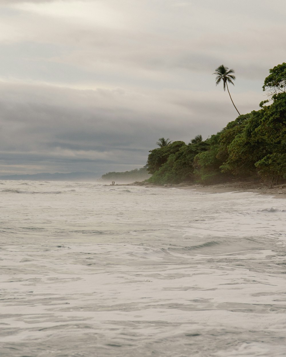 a body of water with a tree on the shore