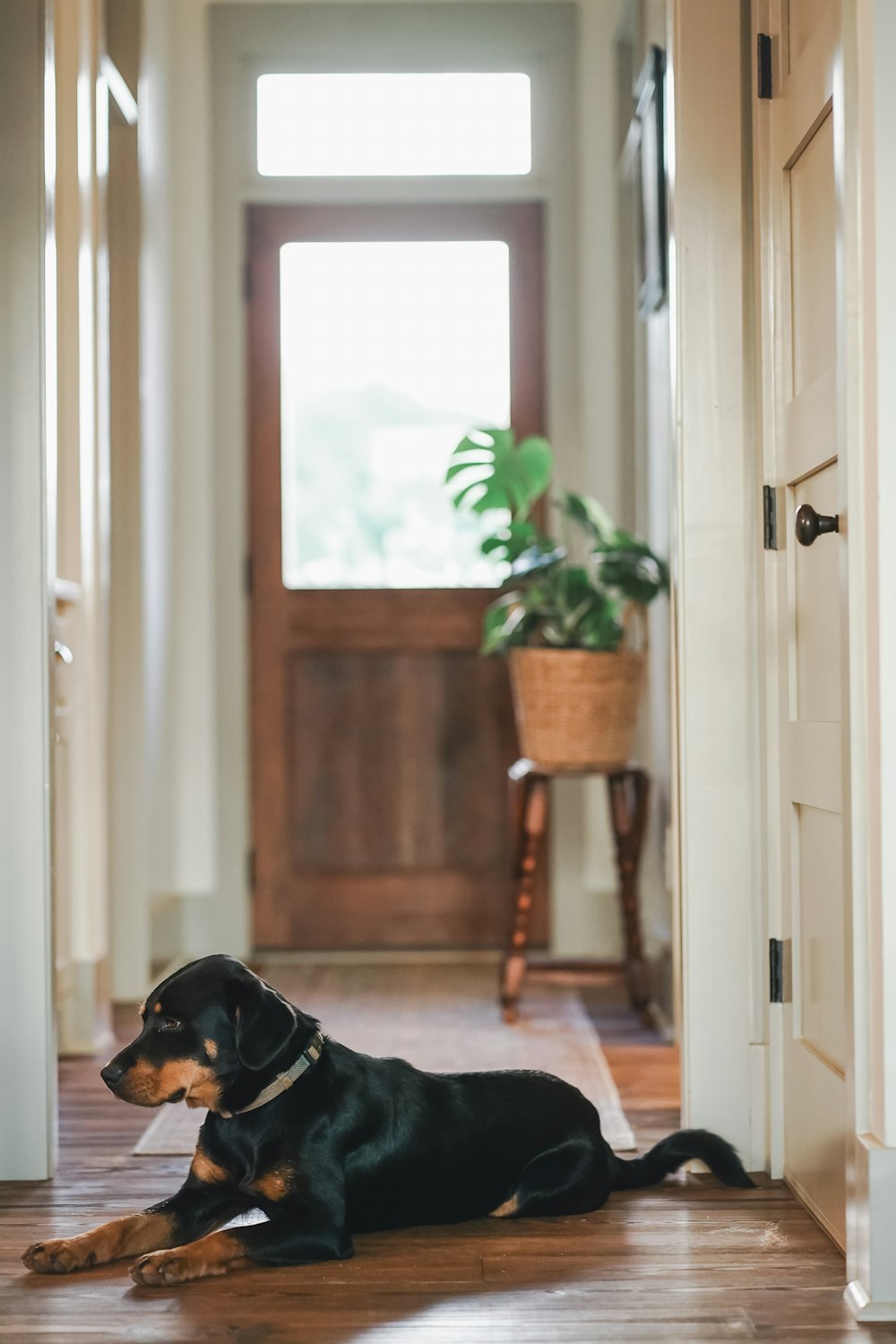 a dog lying on the floor