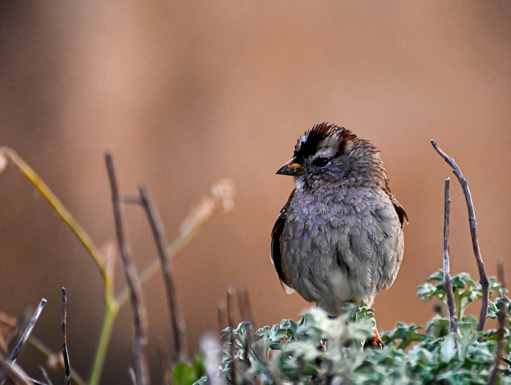 Un pequeño pájaro se sienta en una rama