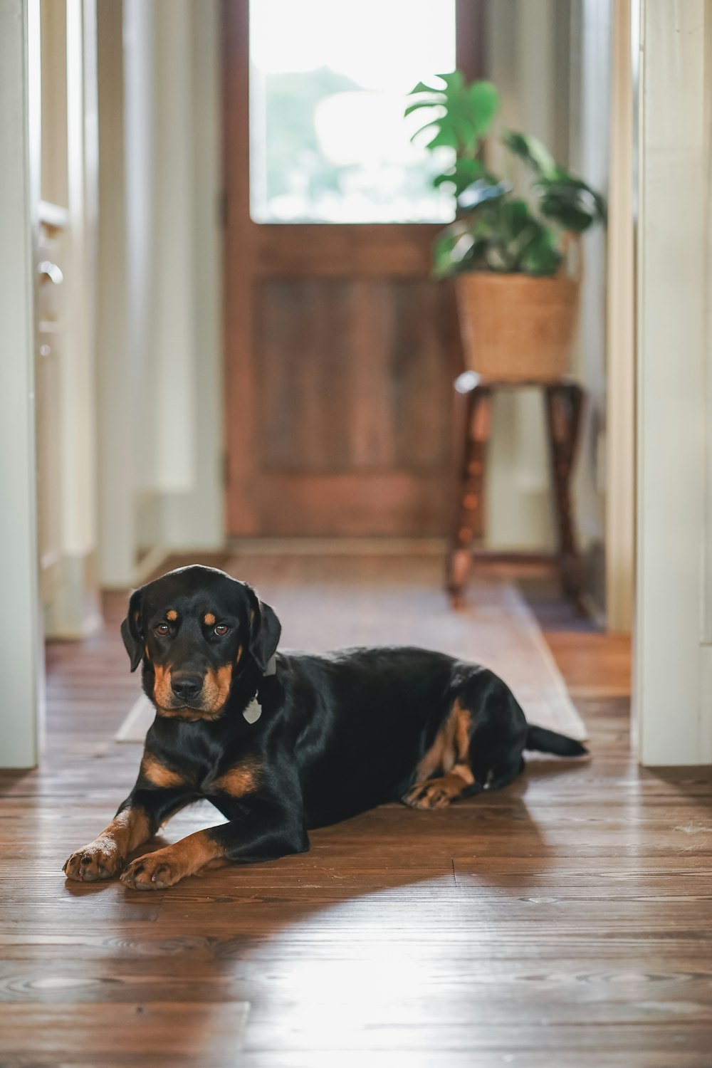 a dog lying on the floor