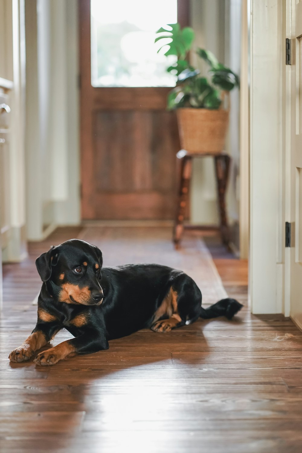 a dog lying on the floor