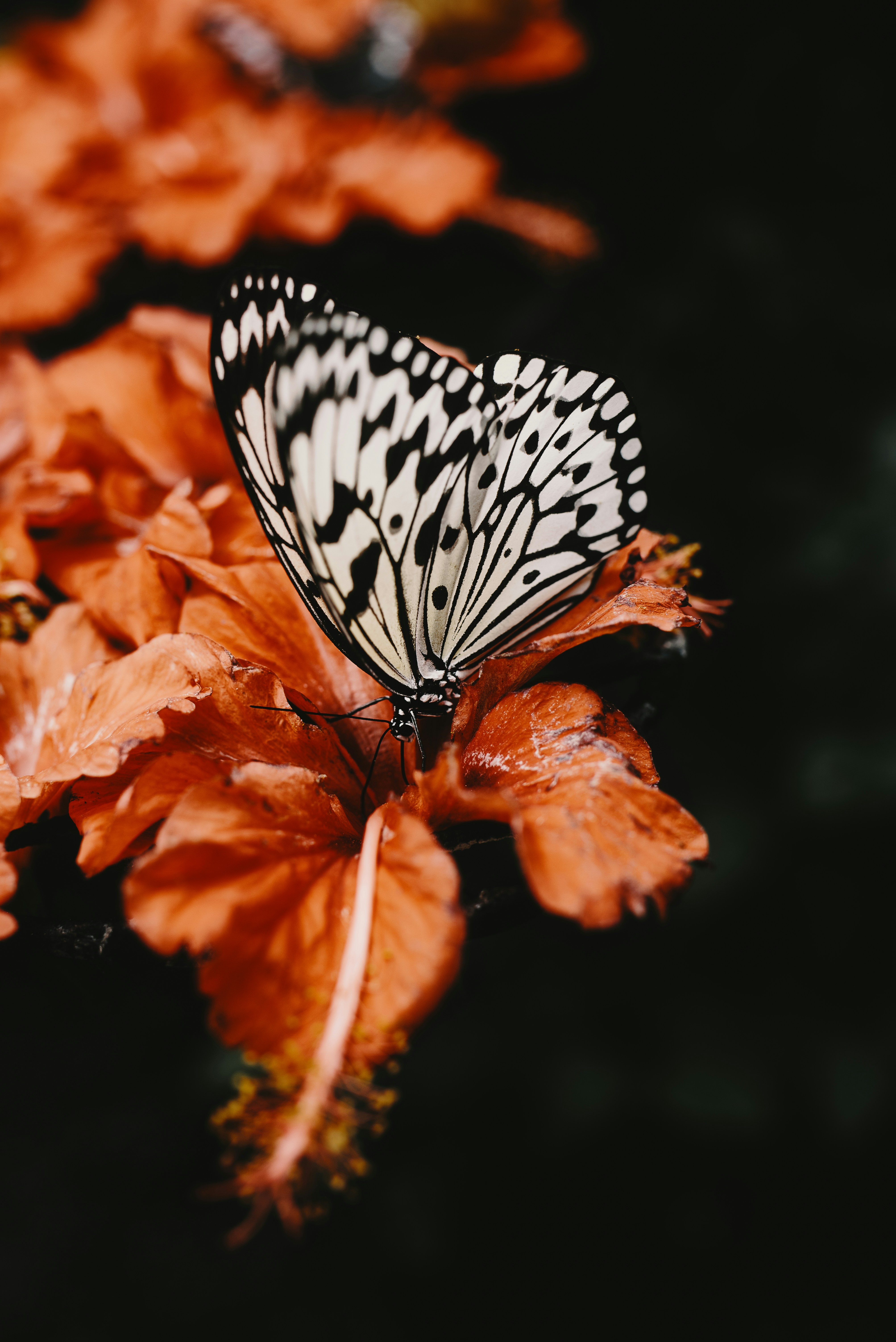 a butterfly on a leaf