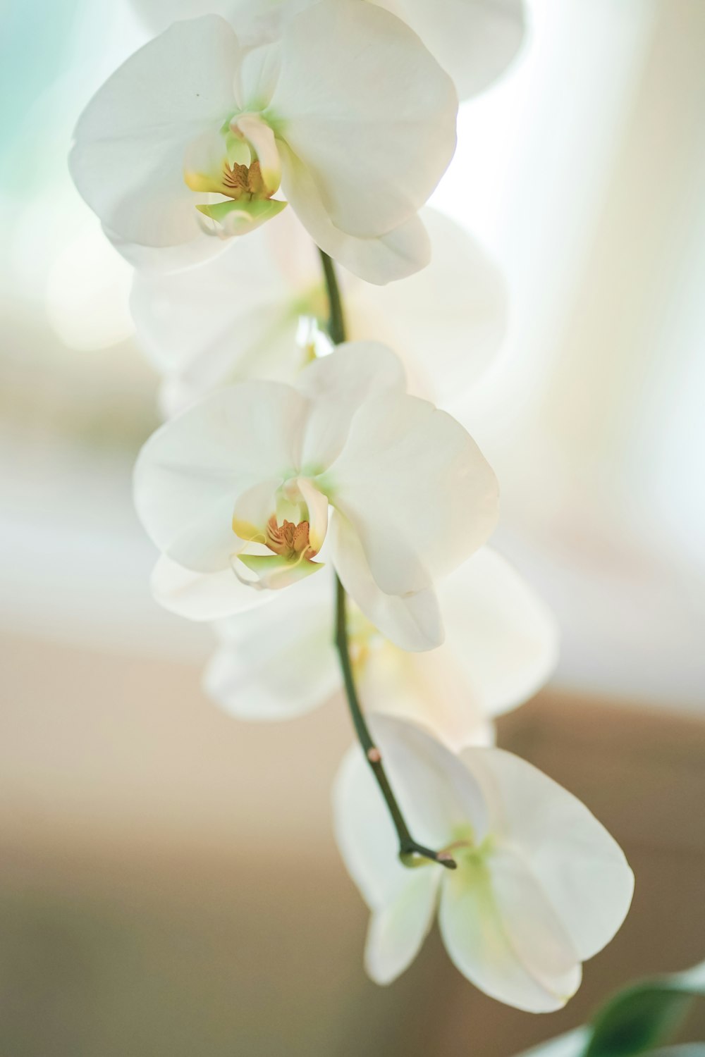 a close up of white flowers