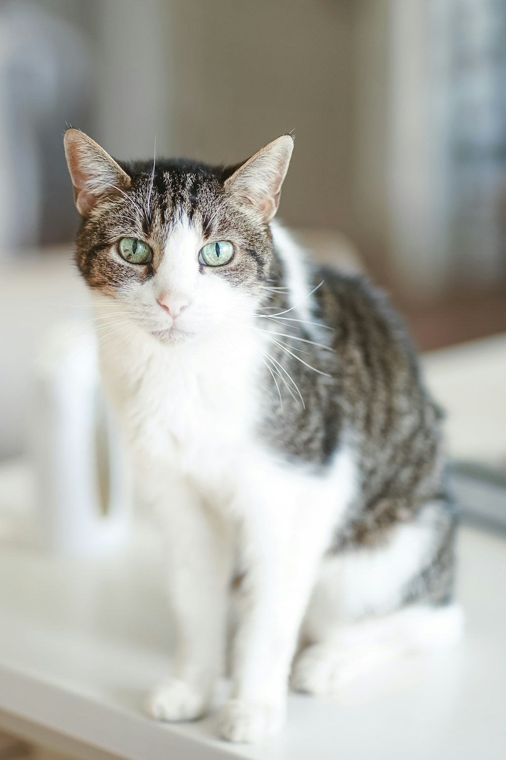 a cat sitting on a table