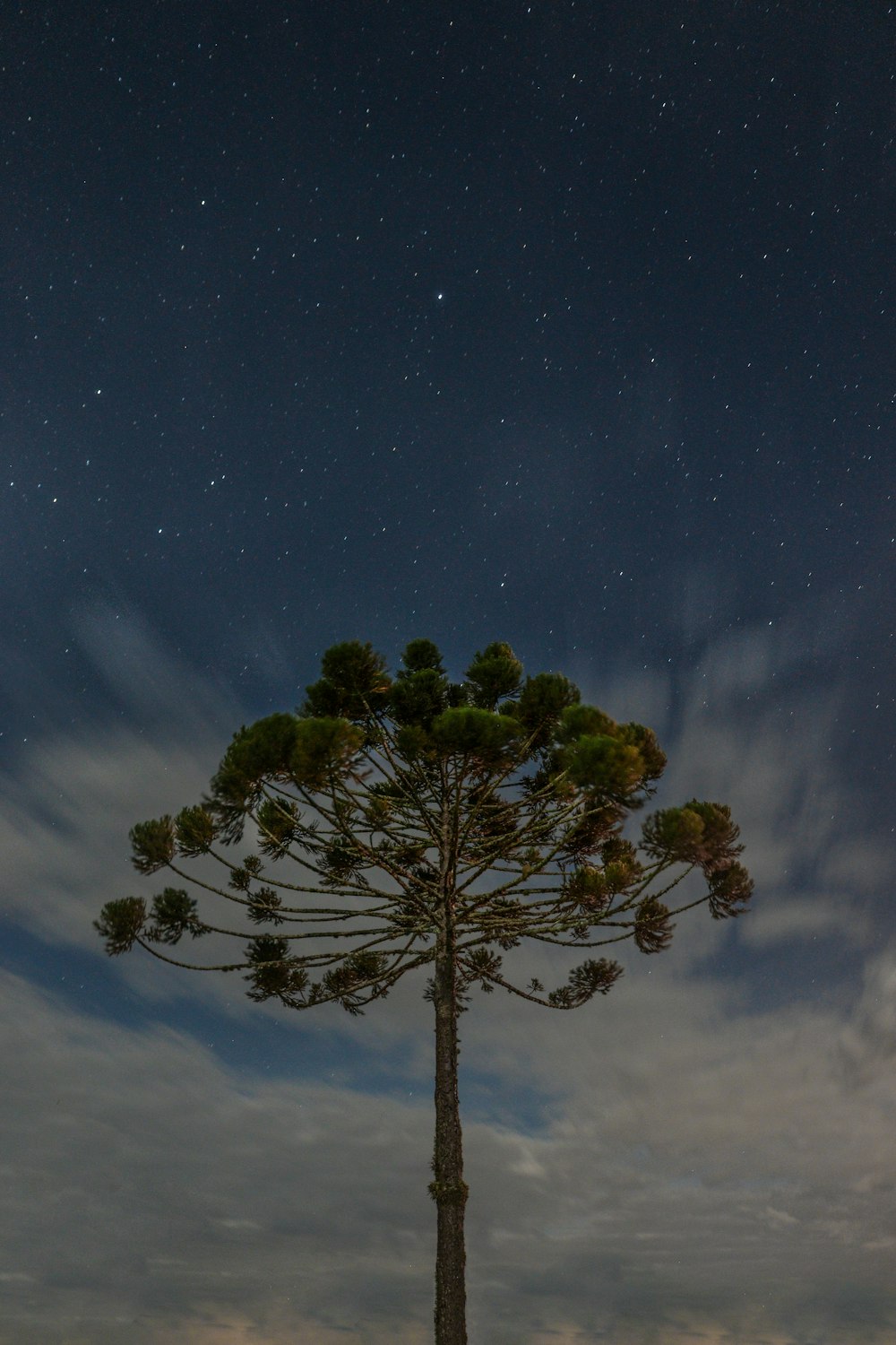 a tree with a starry sky in the background
