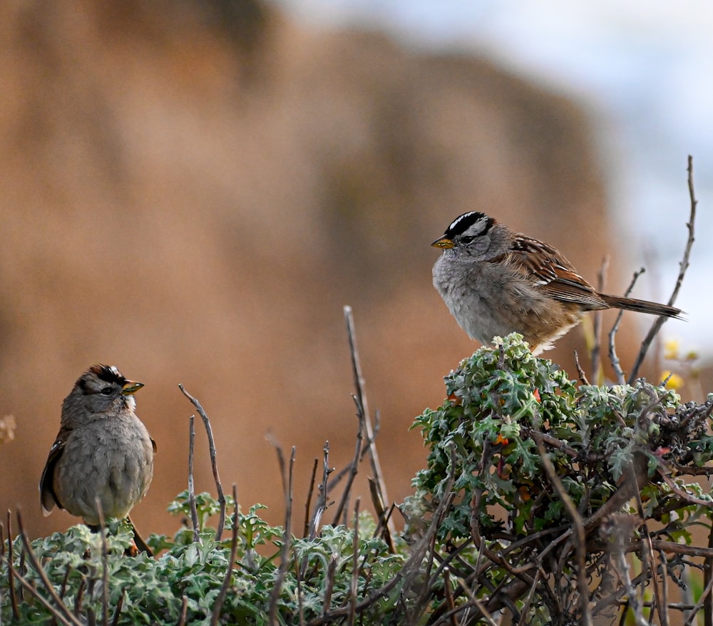 birds sitting on a tree