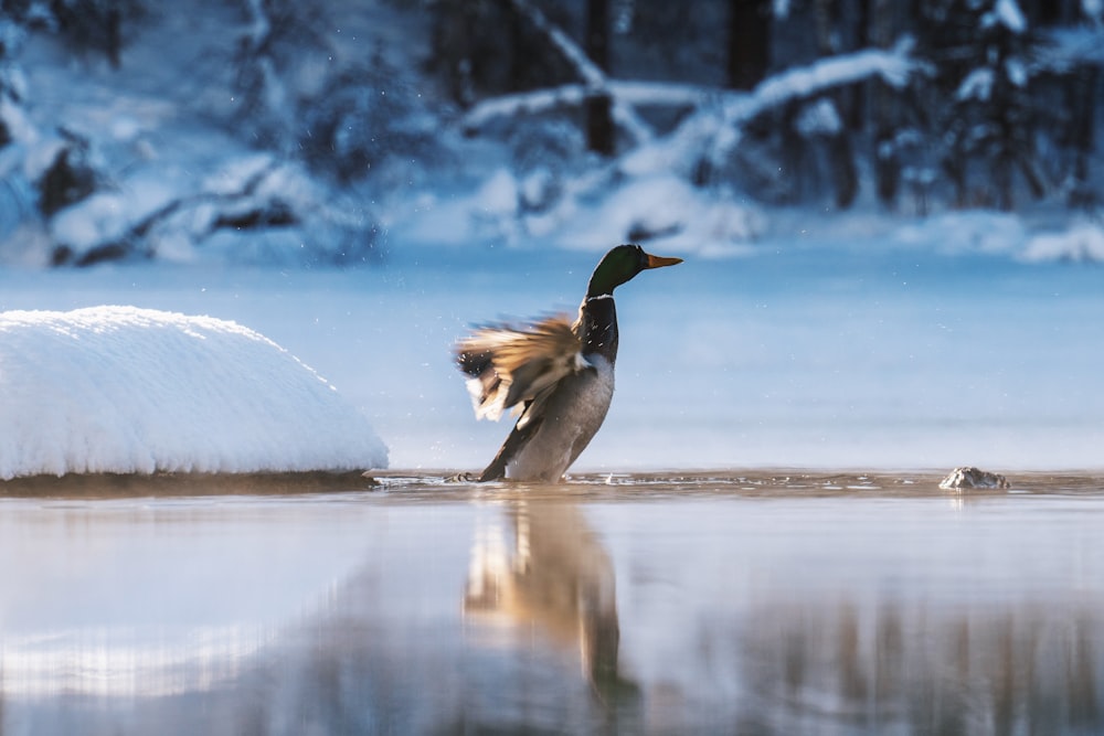 a duck jumping into a lake