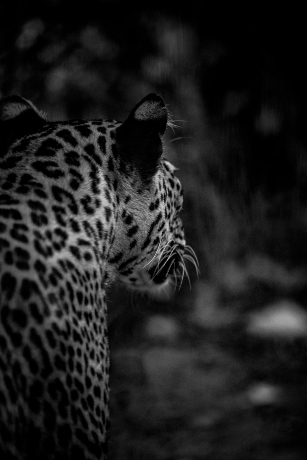 a black and white photo of a tiger