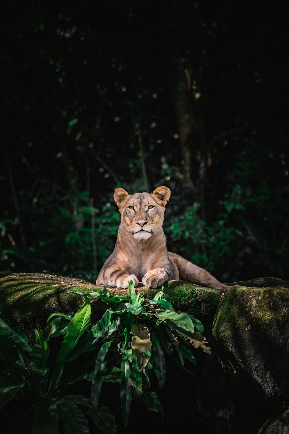 a lion lying on a rock