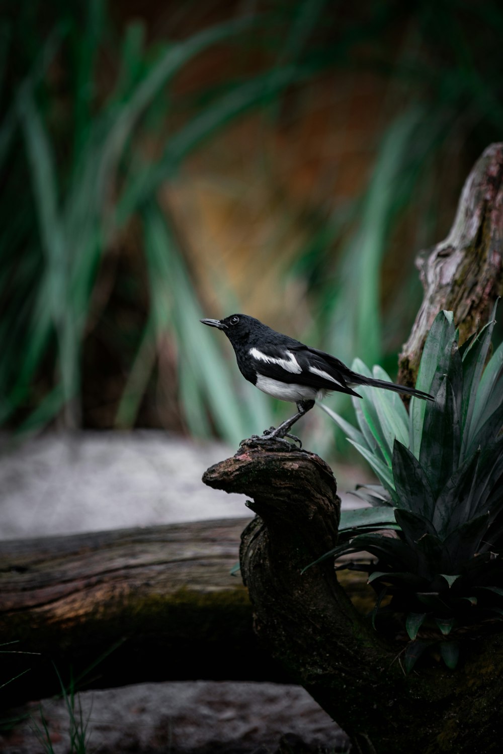 a bird perched on a branch