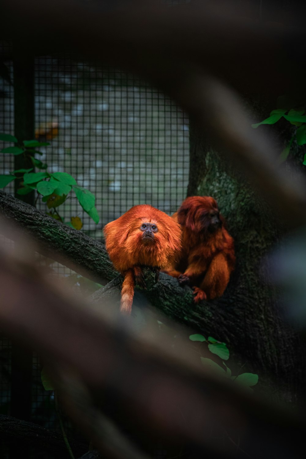 a group of monkeys in a tree