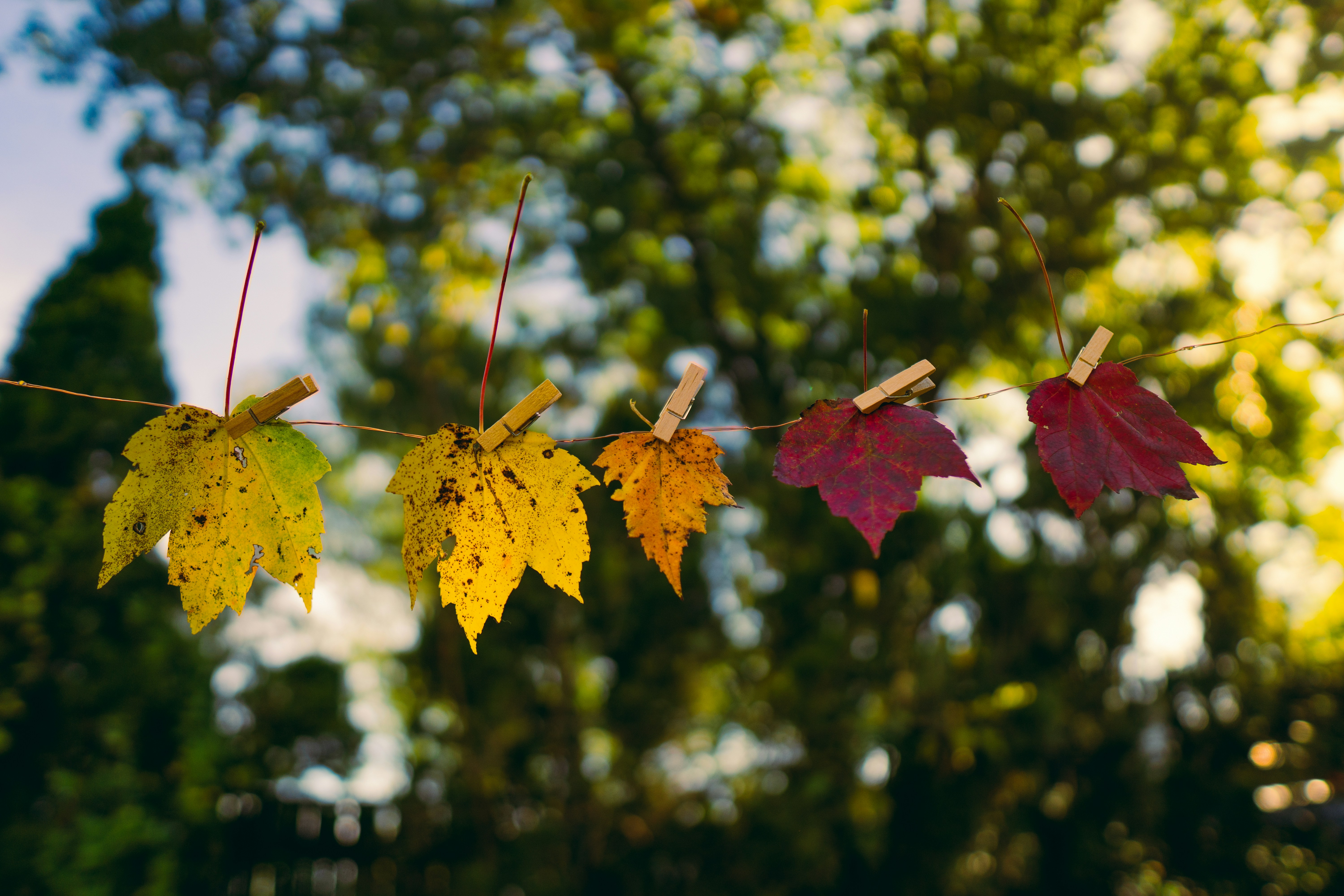 나무에서 나뭇잎의 그룹