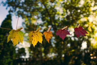 a group of leaves from a tree