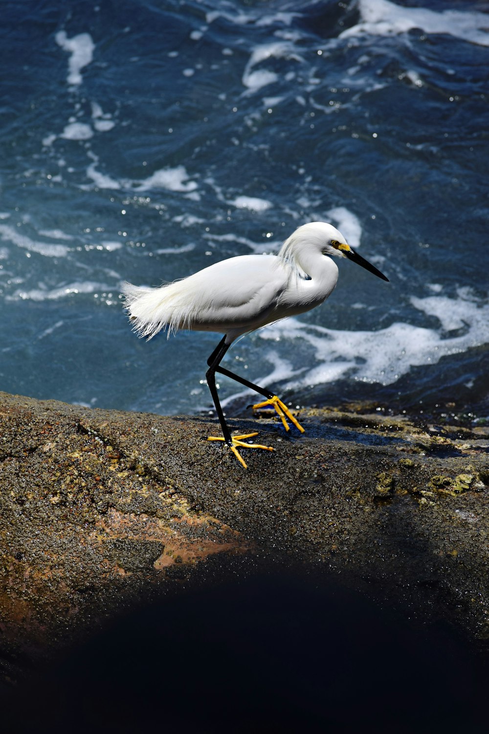 Un pájaro blanco en una roca