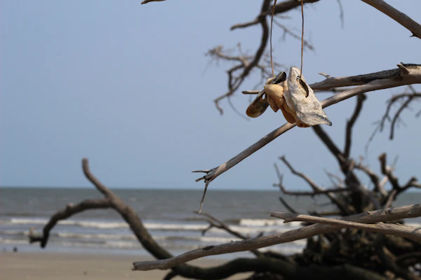 Shells on driftwood at Botany Bay beach, Edisto Island