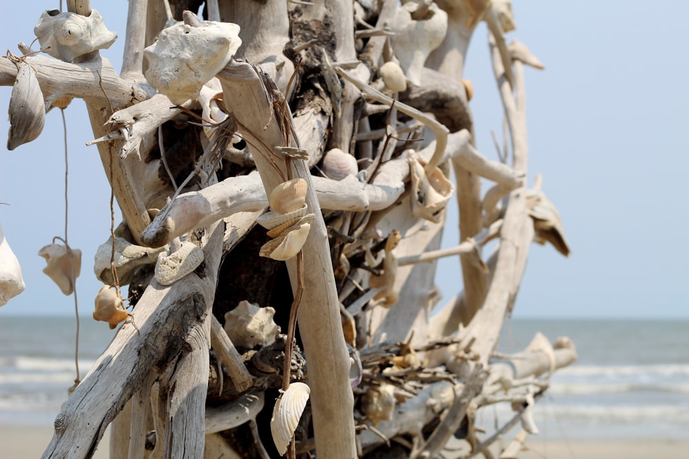 a pile of driftwood on a beach