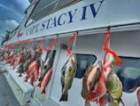 A row of freshly caught fish hanging from hooks on the side of a boat. The name 'CAPT. STACY IV' is prominently displayed on the boat's exterior. Several vibrant red ribbons secure the fish to the hooks, showcasing a variety of fish species against the vessel's white backdrop.