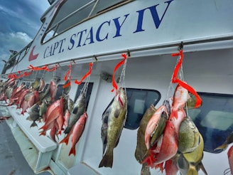 A row of freshly caught fish hanging from hooks on the side of a boat. The name 'CAPT. STACY IV' is prominently displayed on the boat's exterior. Several vibrant red ribbons secure the fish to the hooks, showcasing a variety of fish species against the vessel's white backdrop.