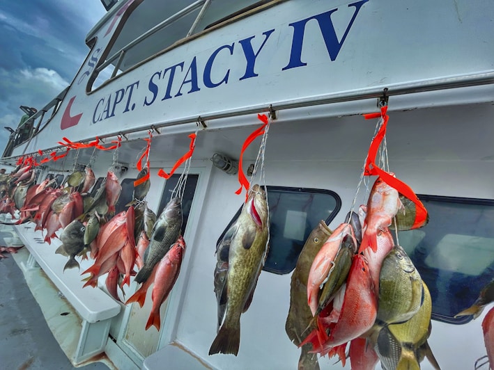 A row of freshly caught fish hanging from hooks on the side of a boat. The name 'CAPT. STACY IV' is prominently displayed on the boat's exterior. Several vibrant red ribbons secure the fish to the hooks, showcasing a variety of fish species against the vessel's white backdrop.