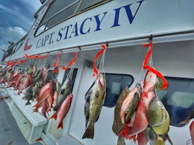 A row of freshly caught fish hanging from hooks on the side of a boat. The name 'CAPT. STACY IV' is prominently displayed on the boat's exterior. Several vibrant red ribbons secure the fish to the hooks, showcasing a variety of fish species against the vessel's white backdrop.