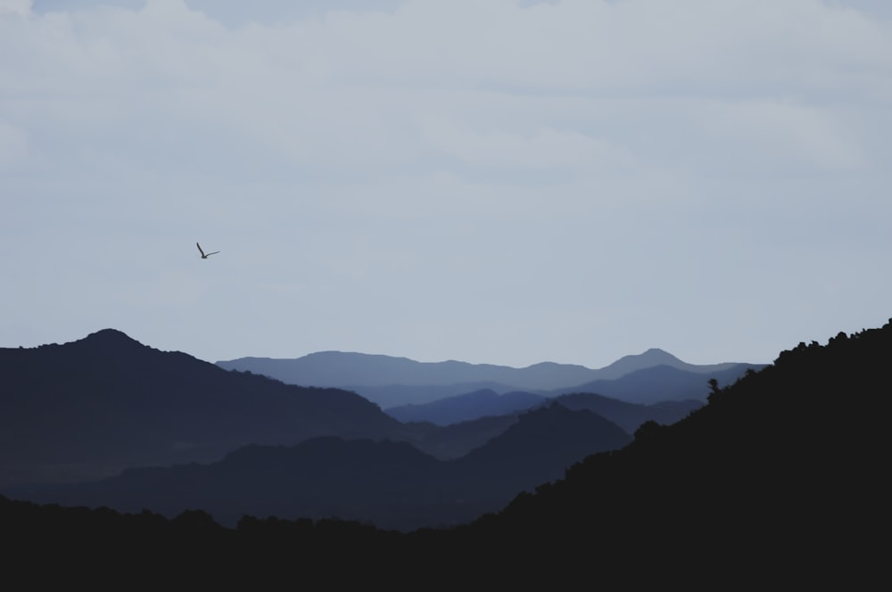 a bird flying over a mountain