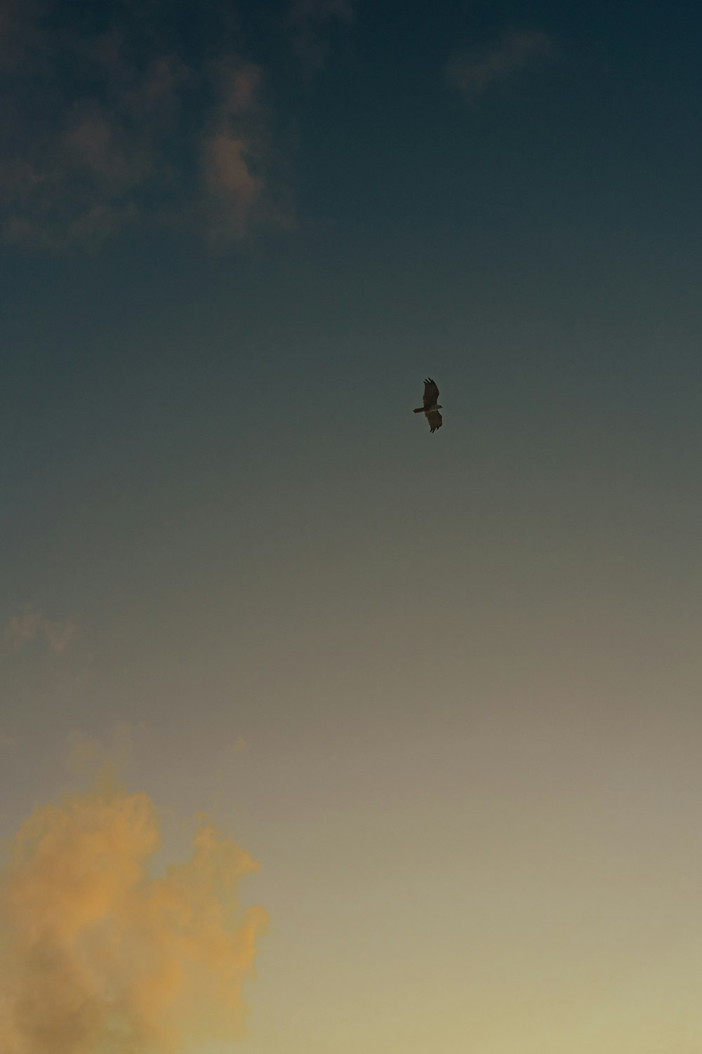 a bird flying in the sky