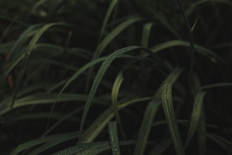 a close-up of a plant