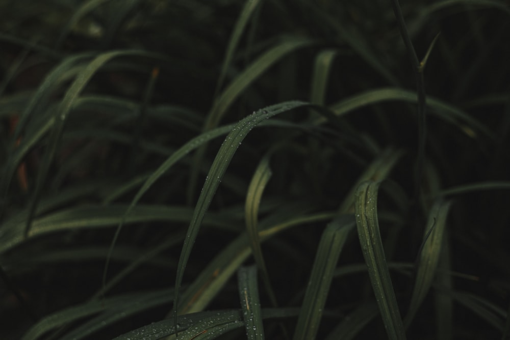 a close-up of a plant