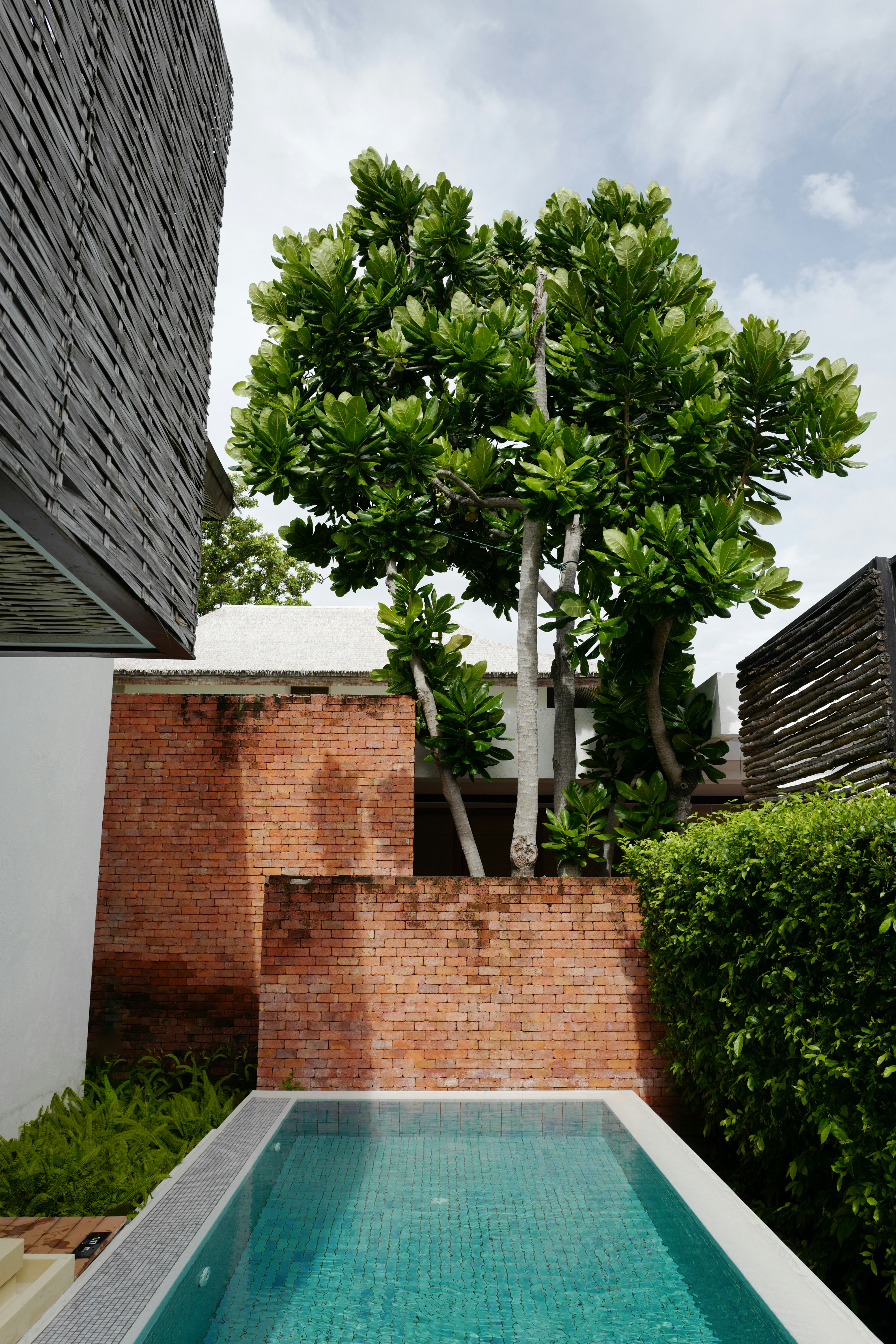 a tree next to a pool