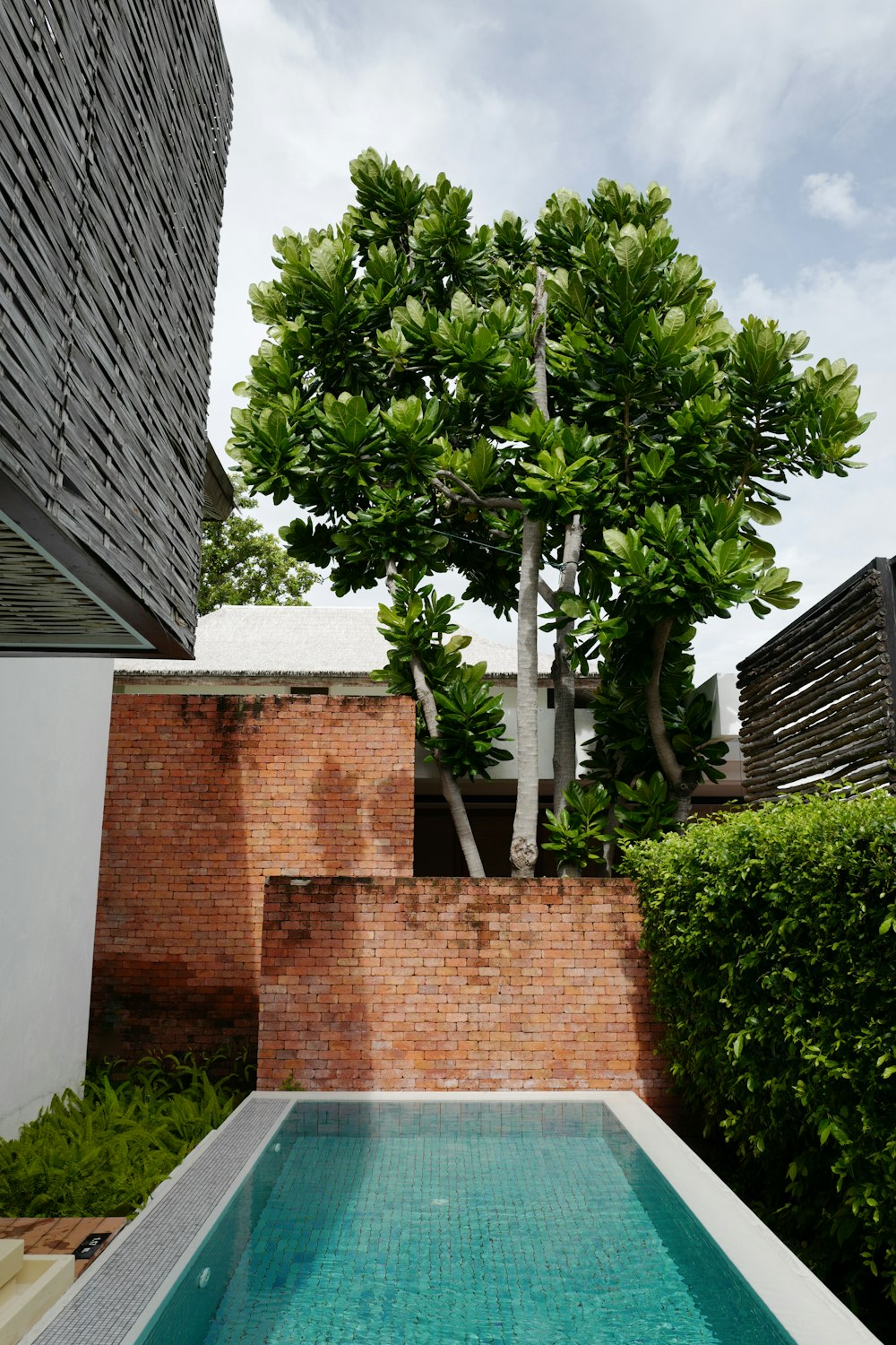 a tree next to a pool