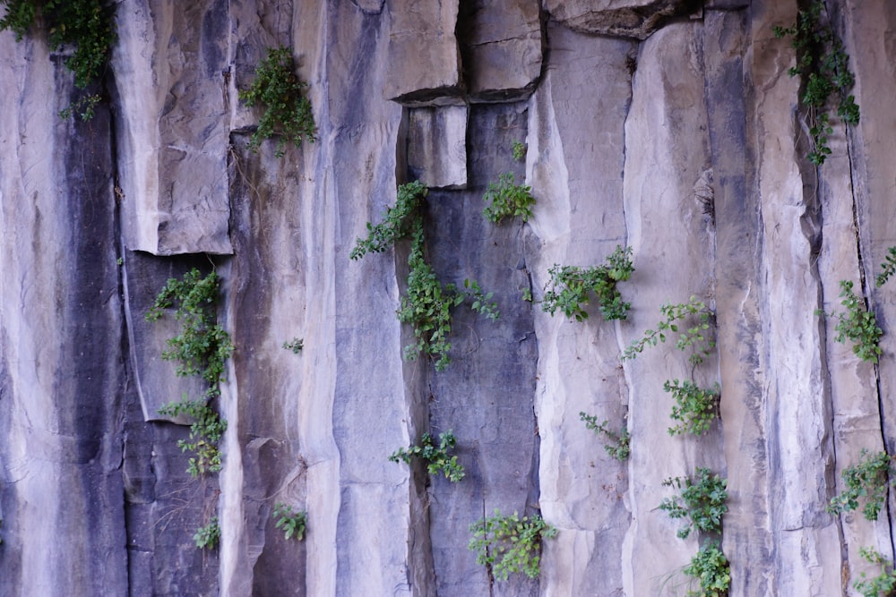 un mur de pierre avec des plantes qui poussent dessus