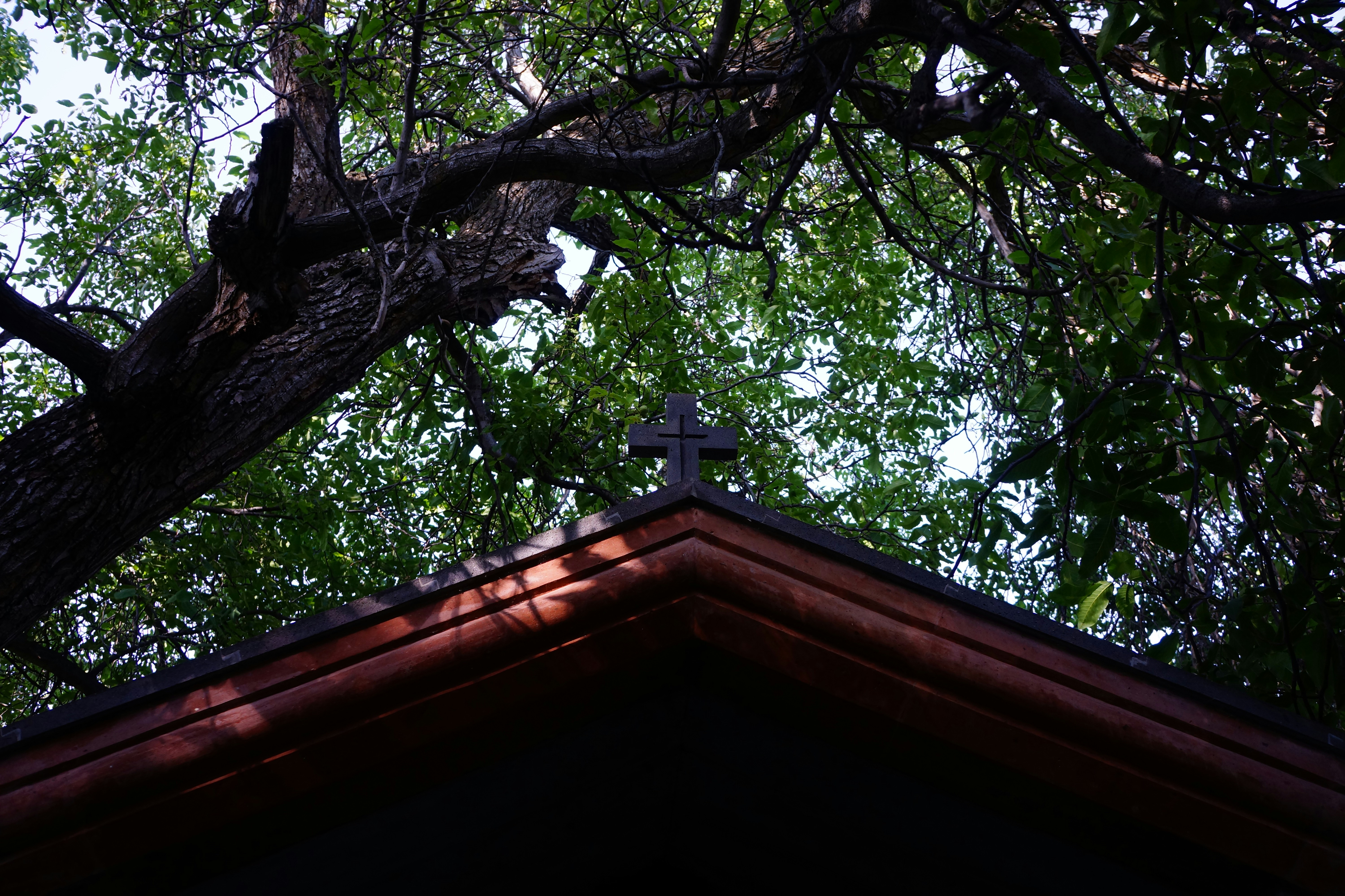 a bird sitting on a tree