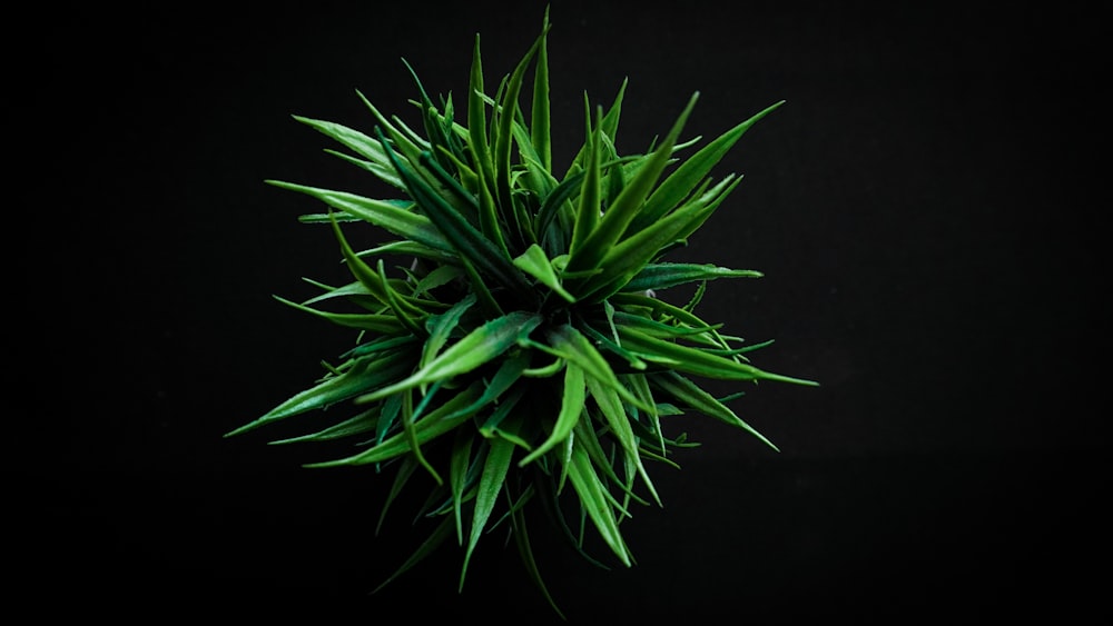 a green plant with pointy leaves