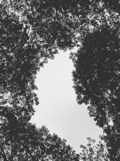 A monochromatic photograph showing the silhouette of trees with dense foliage, creating a natural frame around a clear sky visible through the center.
