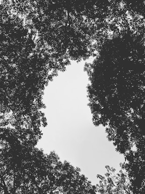 A monochromatic photograph showing the silhouette of trees with dense foliage, creating a natural frame around a clear sky visible through the center.