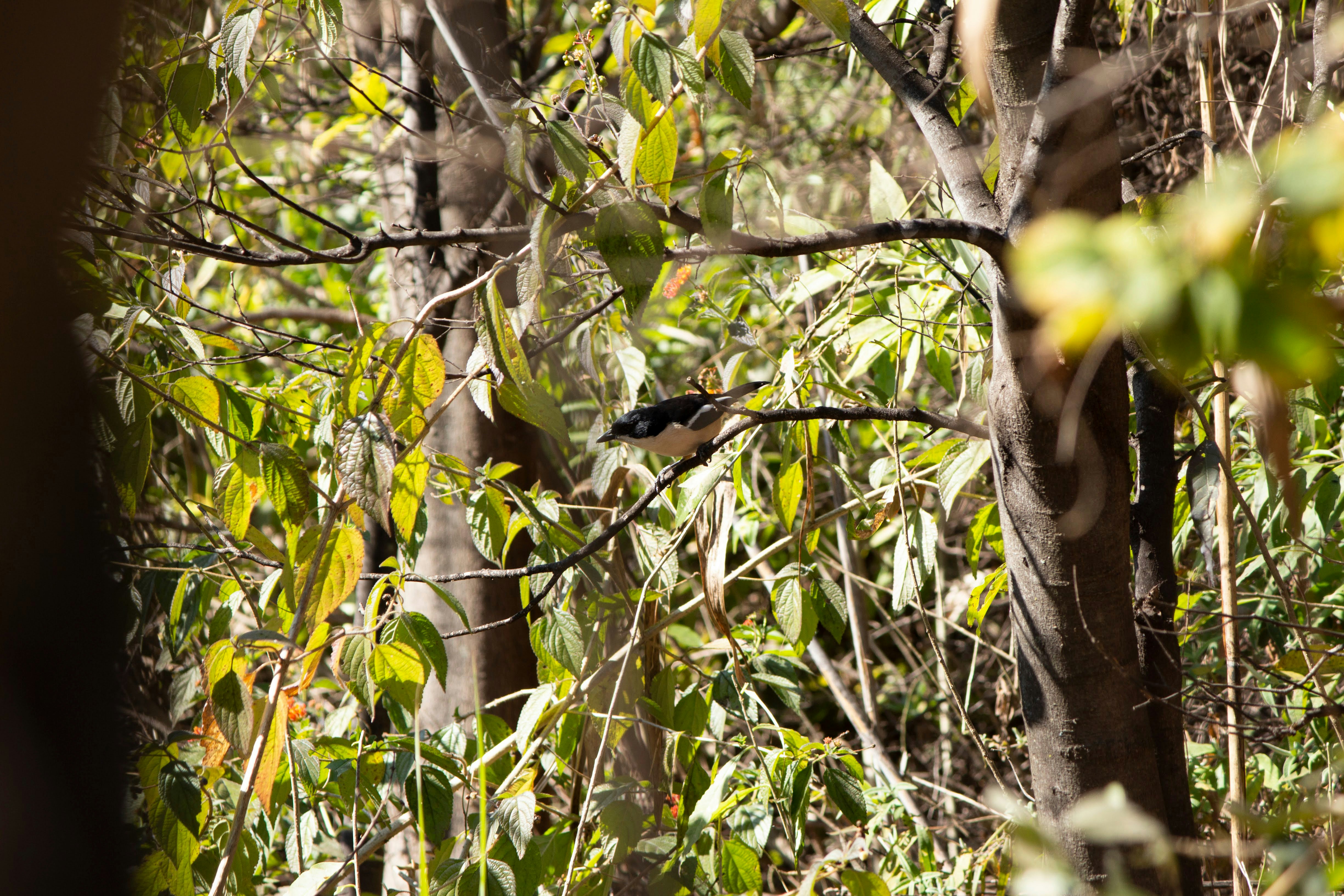 Kakadu National Park, Australia - None