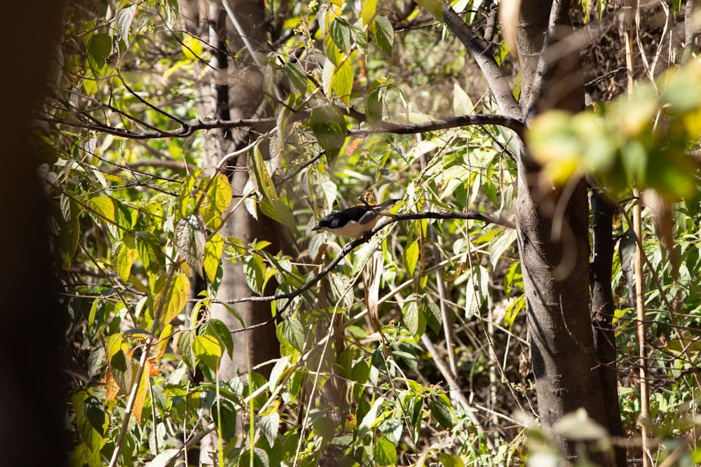 a bird perched on a tree branch