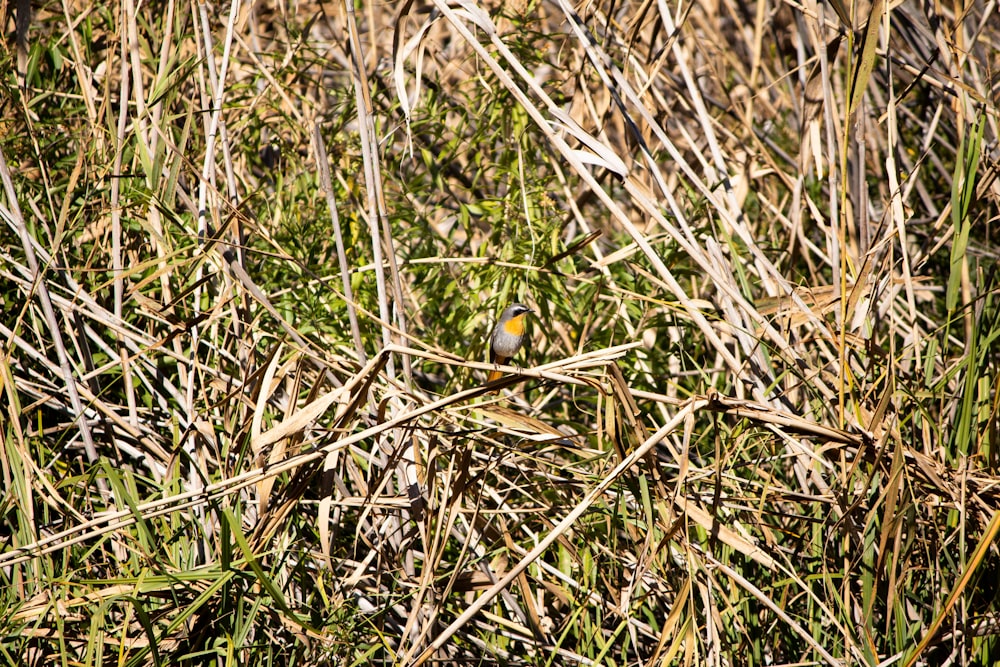 Un pájaro en un campo de hierba alta